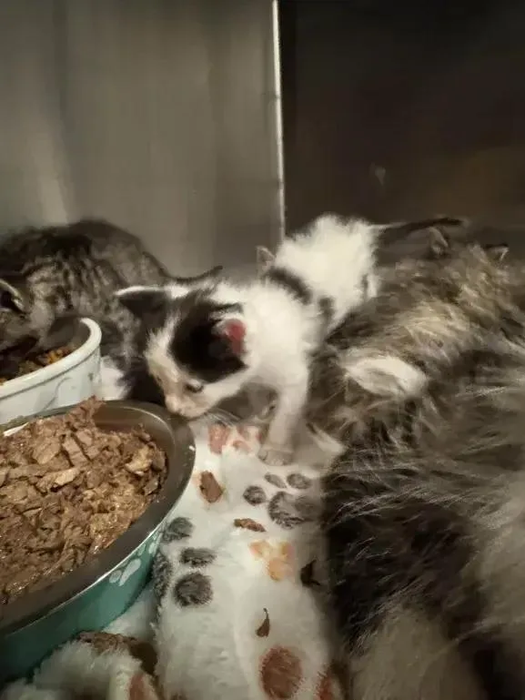 A baby small-sized male Black & White / Tuxedo Domestic Short Hair cat named Chico for adoption in Grand Rapids, MI