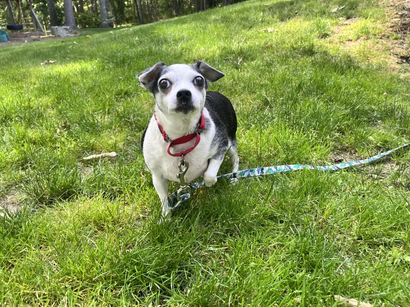 A senior small-sized female Gray / Blue / Silver Chihuahua dog named Chiquita for adoption in Ridgefield, CT
