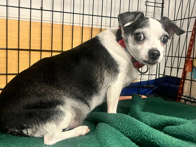 Chiquita thumbnail 3