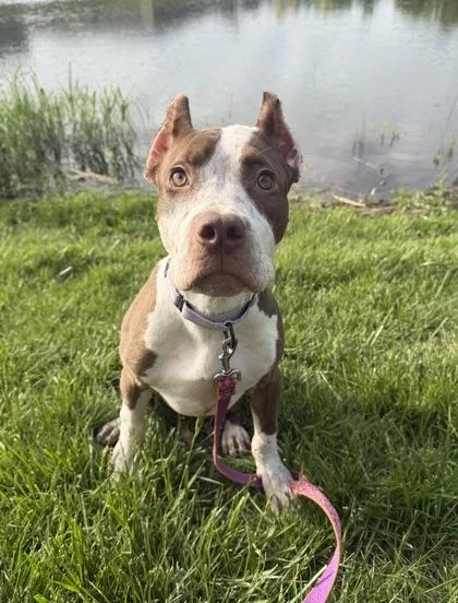A young large-sized female Brown / Chocolate Pit Bull Terrier dog named Valley for adoption in Kansas City, MO