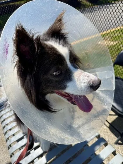 An adult medium-sized male Mixed Breed dog named Sifeng for adoption in Fairfax, VA