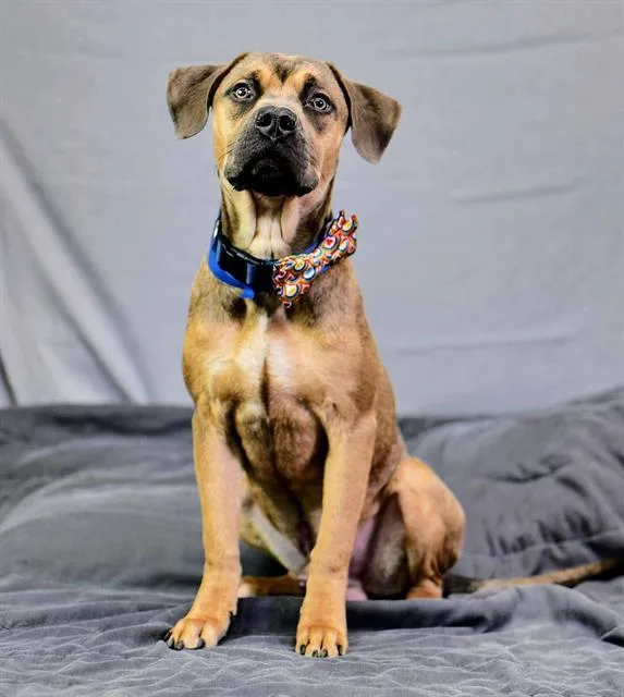 A young medium-sized male Pit Bull Terrier dog named Antonio for adoption in Riverside, CA