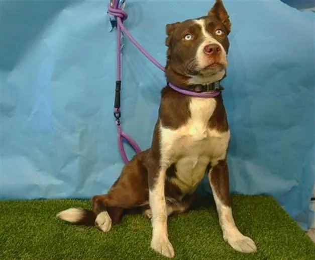 A young large-sized male Siberian Husky dog named A for adoption in Gardena, CA