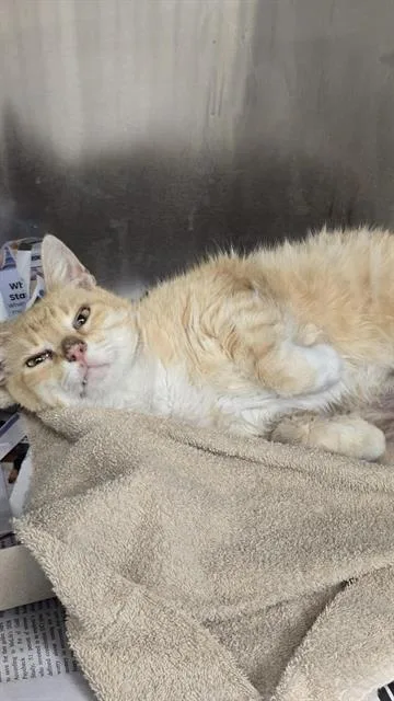 A young medium-sized female Domestic Short Hair cat named Cathy for adoption in San Antonio, TX