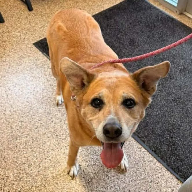 A senior large-sized female Yellow / Tan / Blond / Fawn Mixed Breed dog named Teresa for adoption in Corydon, IN