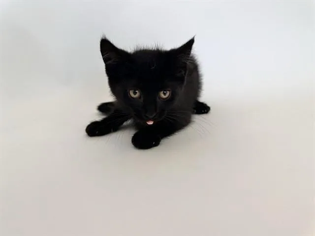 A baby small-sized female Domestic Short Hair cat named Spark for adoption in Saint Louis, MO
