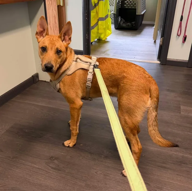 A young medium-sized male Yellow / Tan / Blond / Fawn Carolina Dog dog named Bandit for adoption in Crescent city, CA