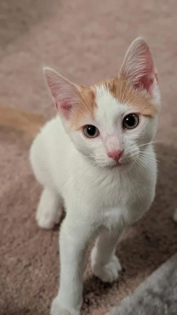 A young medium-sized male Orange & White Domestic Short Hair cat named Apollo for adoption in Garner, NC