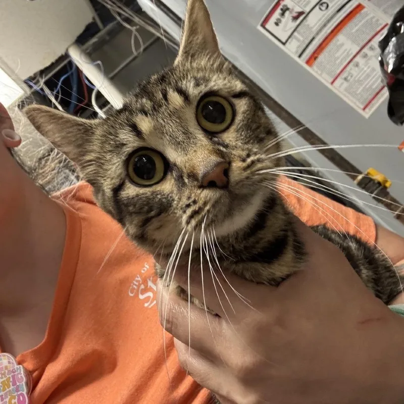 An adult medium-sized female Brown / Chocolate Domestic Short Hair cat named Miami for adoption in St Joseph, MO
