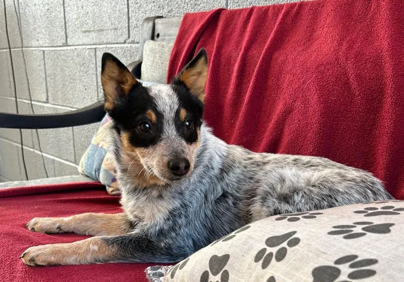 A baby small-sized female Australian Cattle Dog / Blue Heeler dog named Lyla for adoption in Cottonwood, AZ