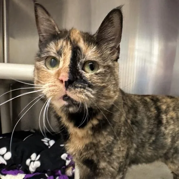 An adult medium-sized female Domestic Short Hair cat named Foliage for adoption in Walnut Creek, CA