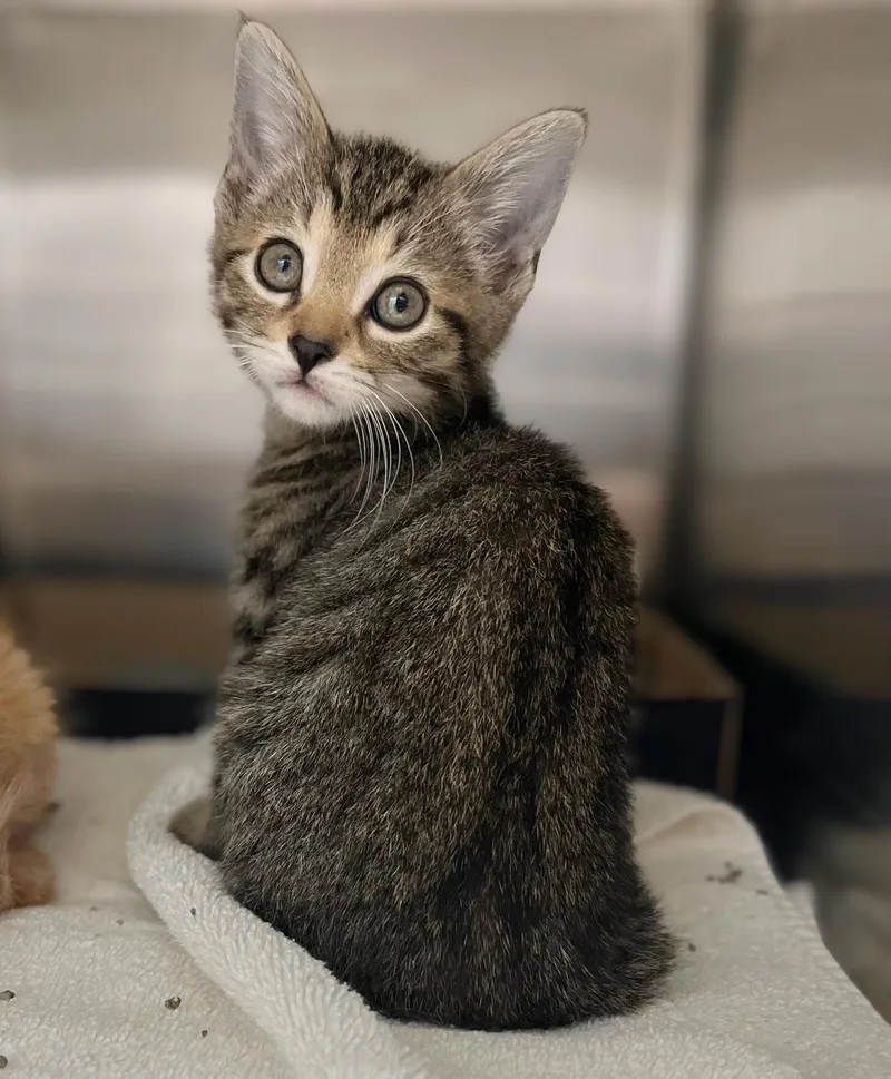 A baby medium-sized male Tabby (Brown / Chocolate) Domestic Short Hair cat named Salem for adoption in Seville, OH
