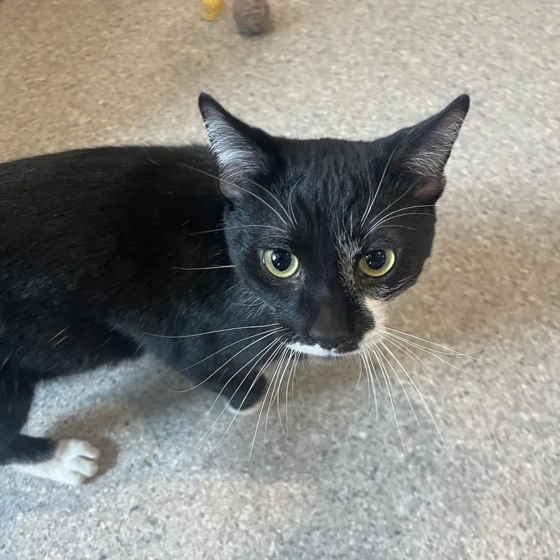 Cufflink thumbnail 2