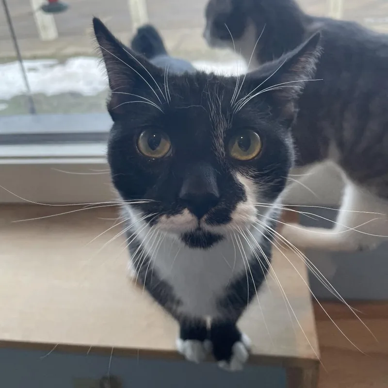 Cufflink thumbnail 3