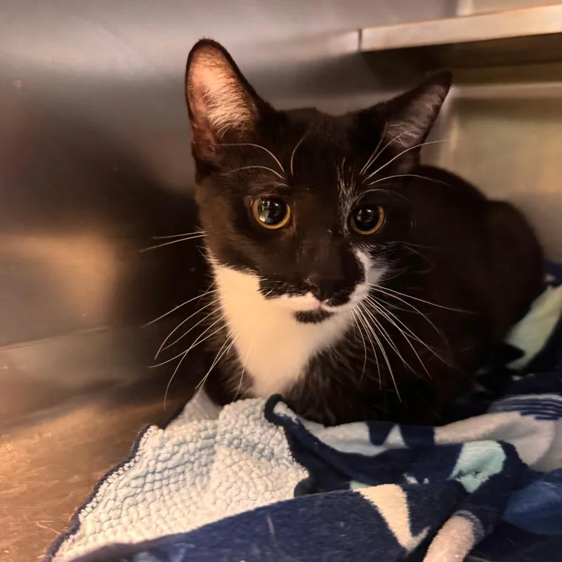 Cufflink thumbnail 4