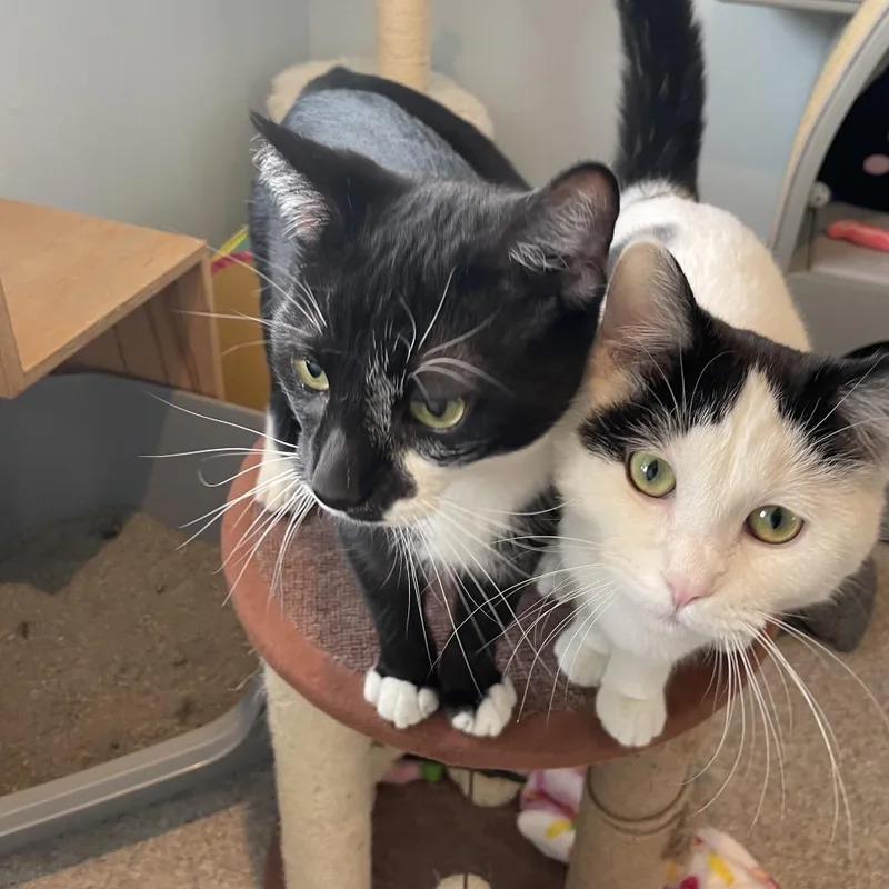 Cufflink thumbnail 5