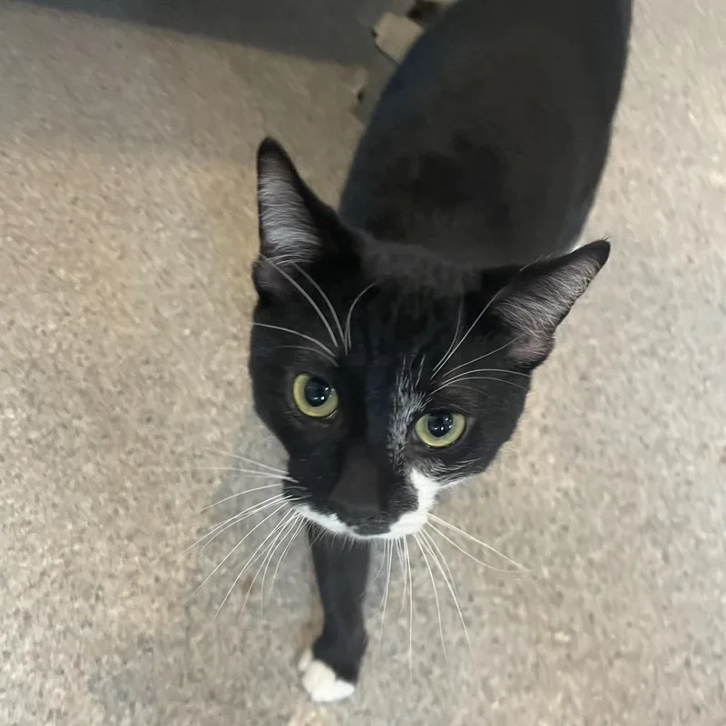 Cufflink thumbnail 6