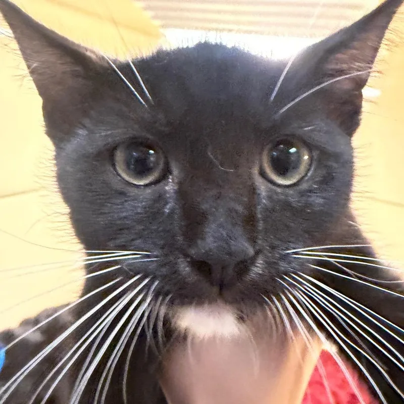 A baby small-sized male Black Domestic Short Hair cat named Tamale for adoption in Beckley, WV