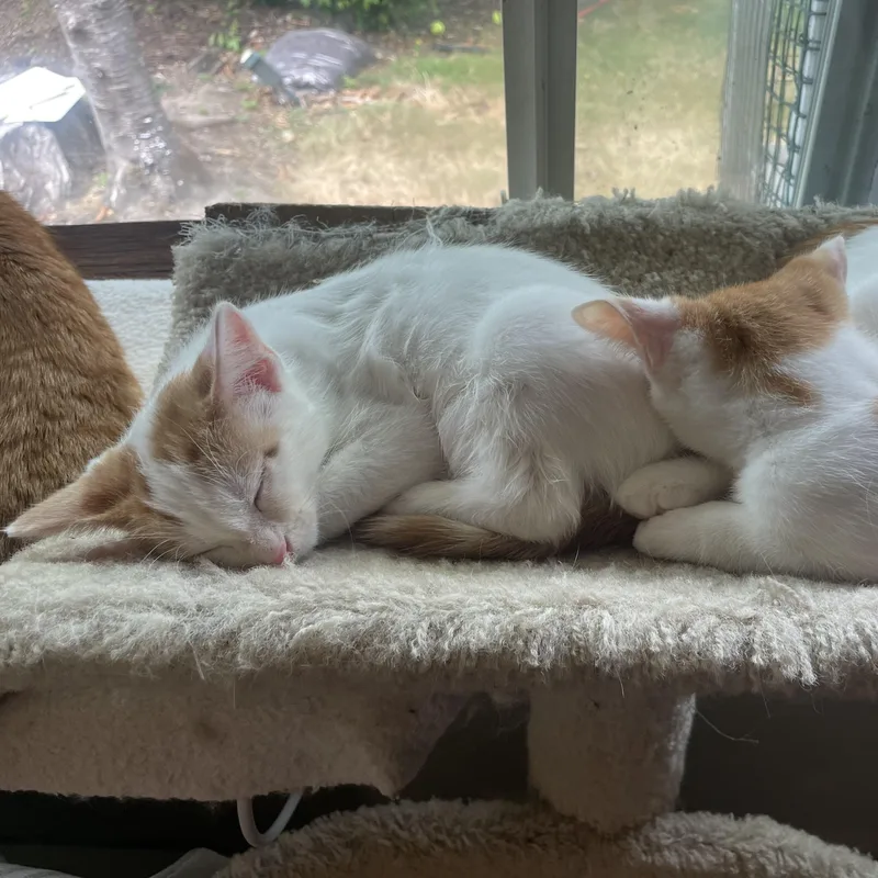 A baby medium-sized male Orange & White Domestic Short Hair cat named Jack Jack for adoption in Renton , WA