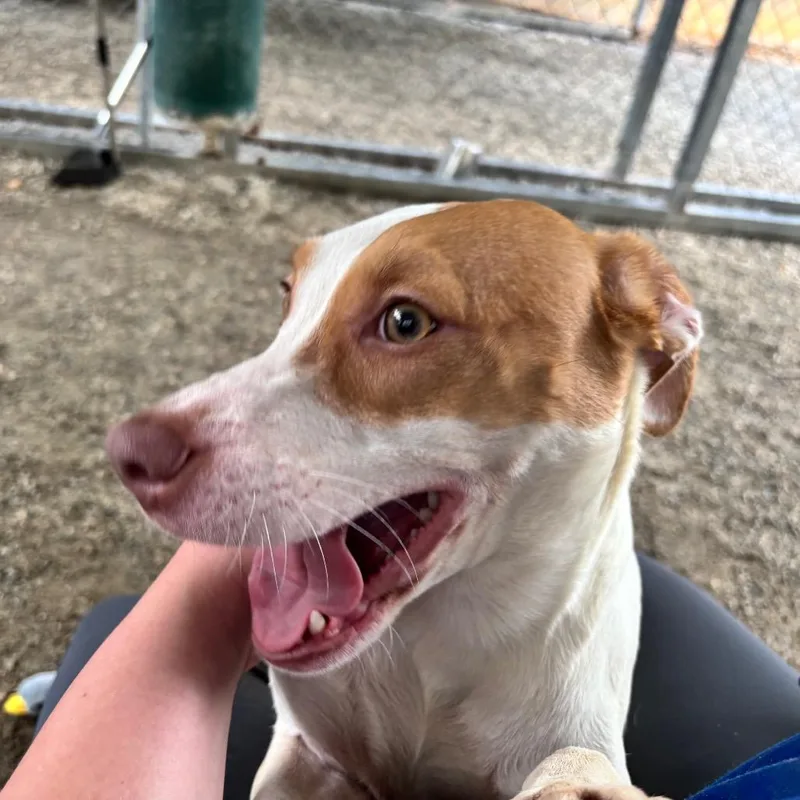 An adult medium-sized female White / Cream Mixed Breed dog named Rosie for adoption in Greenville, SC