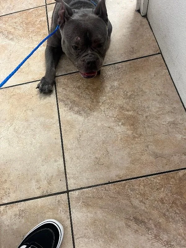 An adult medium-sized female Gray / Blue / Silver Mixed Breed dog named Honey Boo Boo for adoption in Cincinnati, OH
