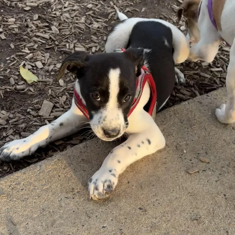 A baby medium-sized male Black Mixed Breed dog named Russ for adoption in Alexandria, VA