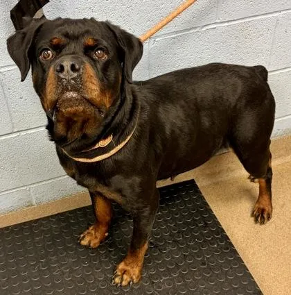 An adult large-sized female Mixed Breed dog named Elise for adoption in Chamblee, GA