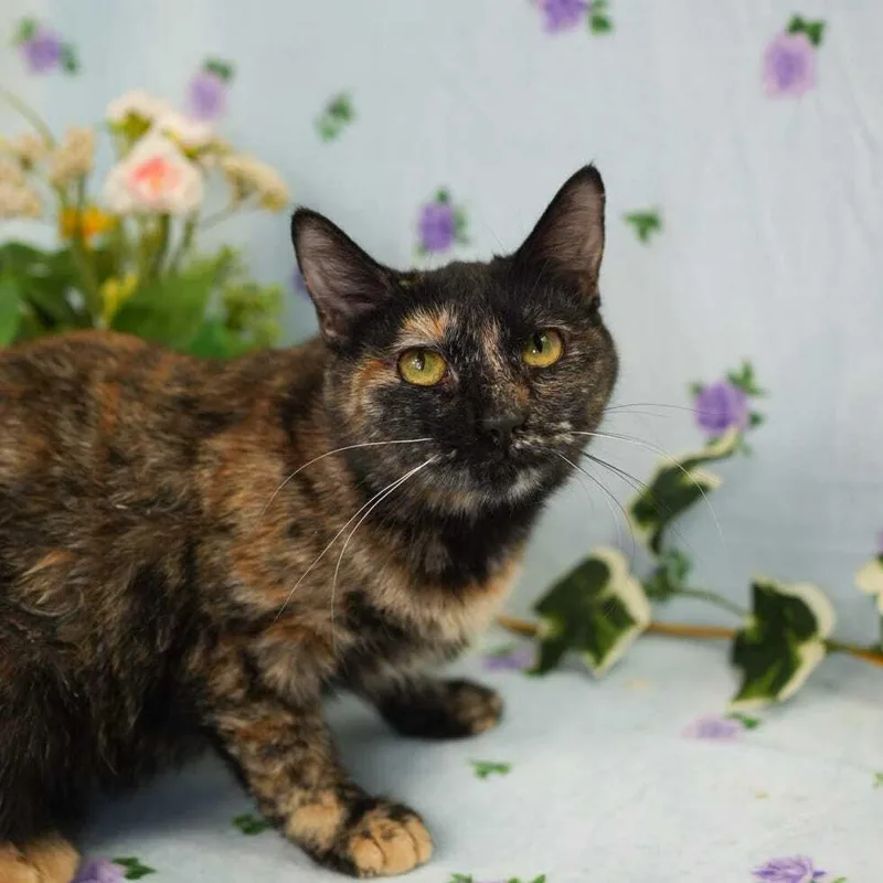 A baby small-sized female Tortoiseshell Domestic Short Hair cat named Moonie for adoption in Wheaton, IL
