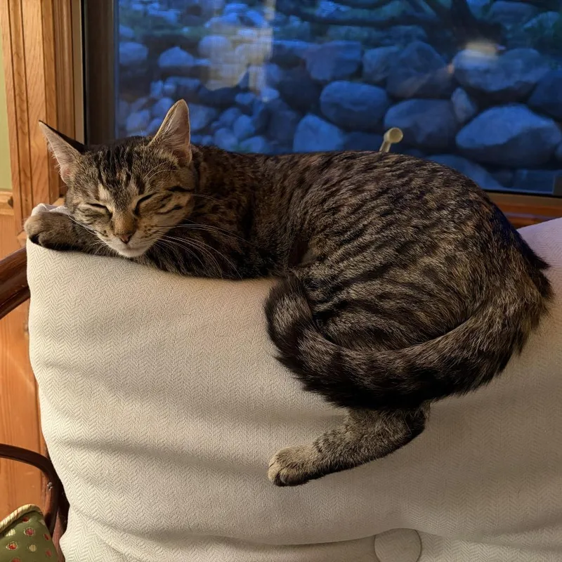 A young medium-sized female Torbie Domestic Short Hair cat named Butterfree for adoption in St. Paul, MN