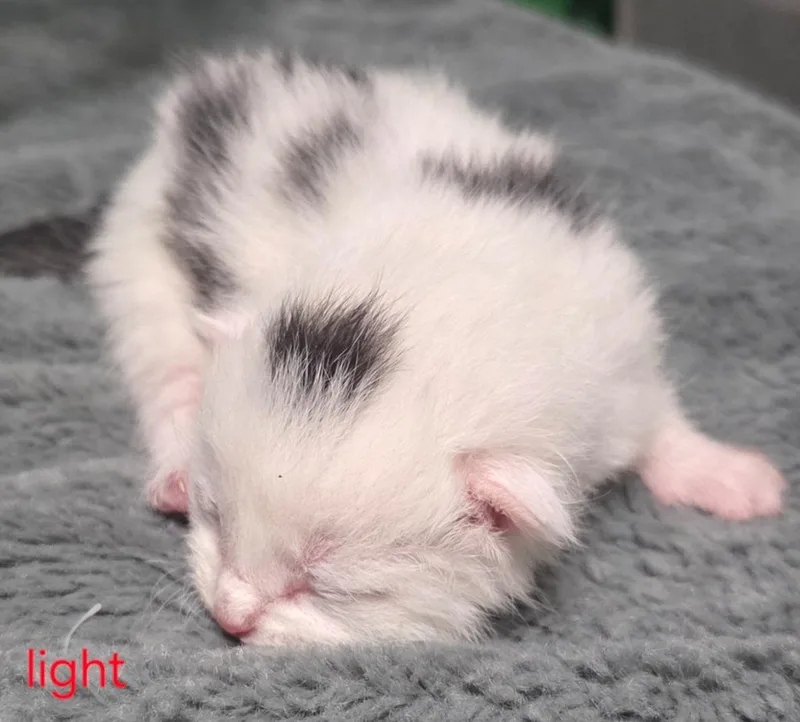 Light thumbnail 3