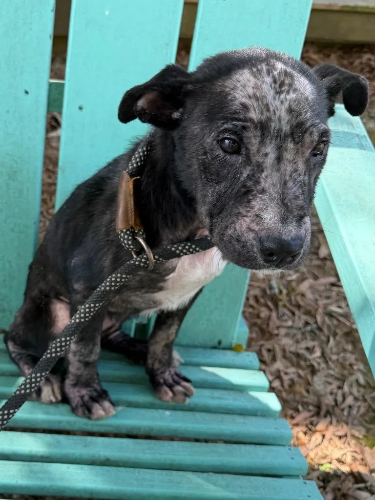 Mary Puppins thumbnail 2