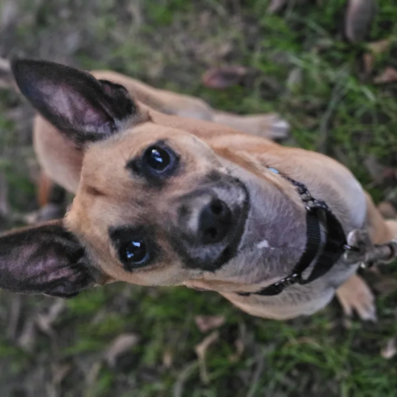 Baxter Springfield thumbnail 3