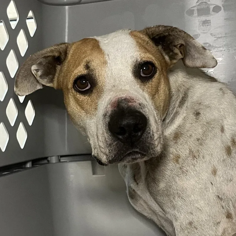 An adult large-sized female White / Cream Pit Bull Terrier dog named Alita for adoption in Palm Springs, CA
