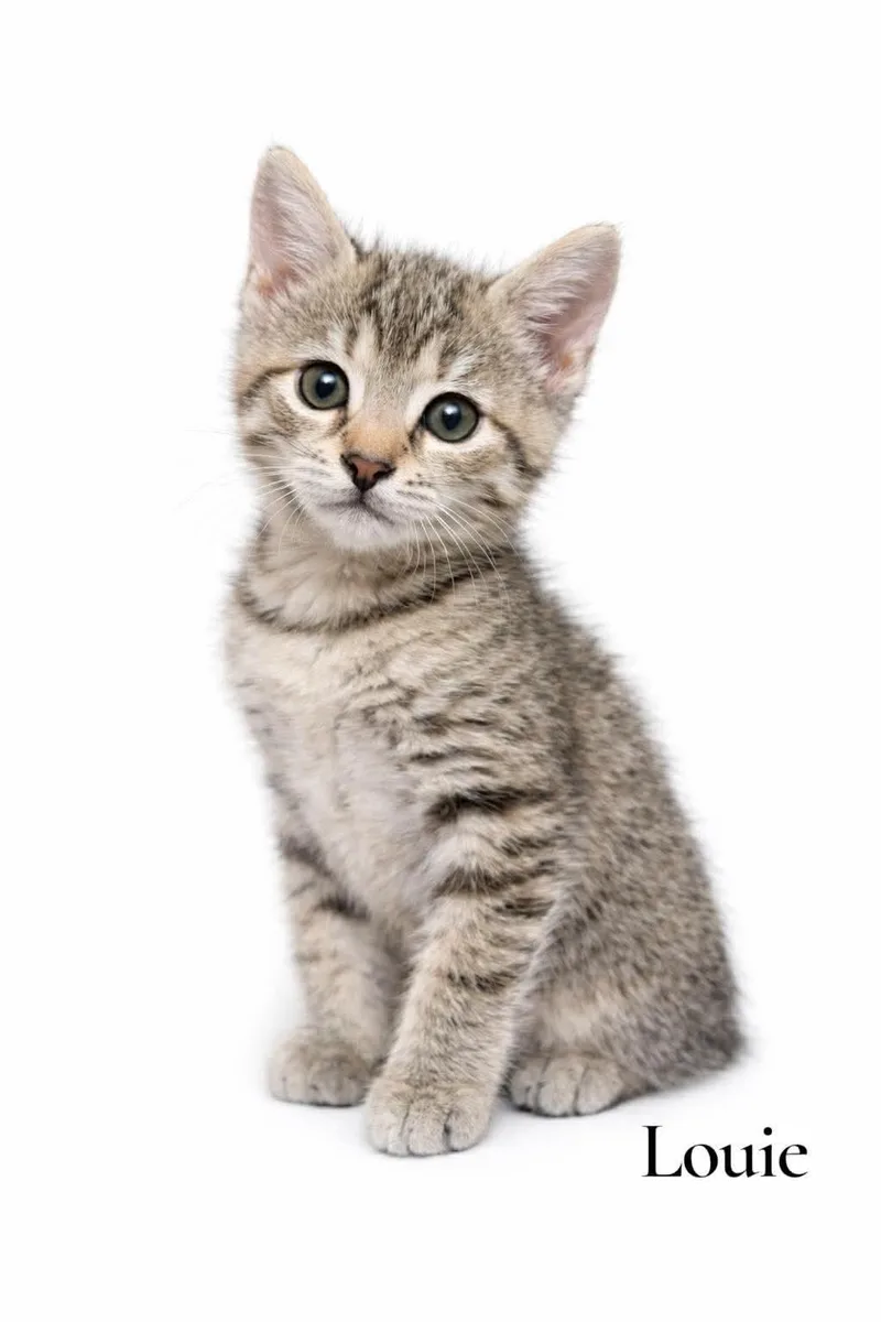 A baby medium-sized male Tabby (Brown / Chocolate) Domestic Short Hair cat named Louie for adoption in Stevensville, MI