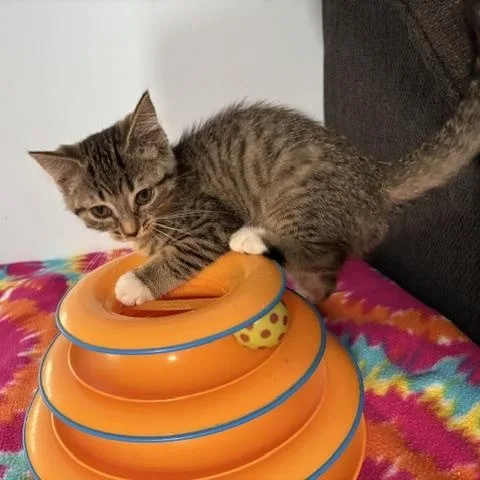 A baby medium-sized female Tabby (Brown / Chocolate) Domestic Short Hair cat named Tatum for adoption in Grand Rapids, MI