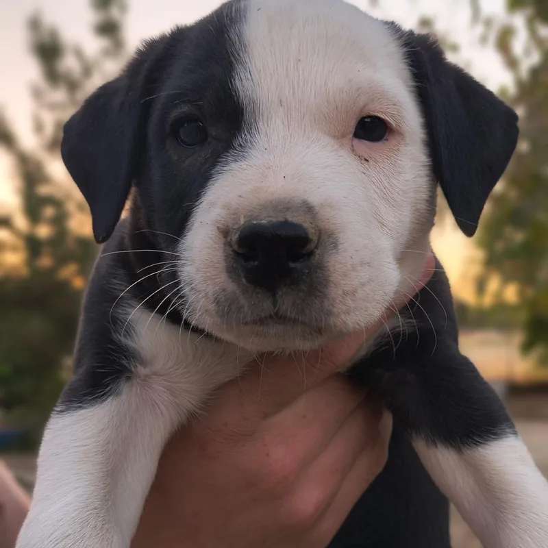 A baby medium-sized male Pit Bull Terrier dog named Phantom for adoption in Avon, CT