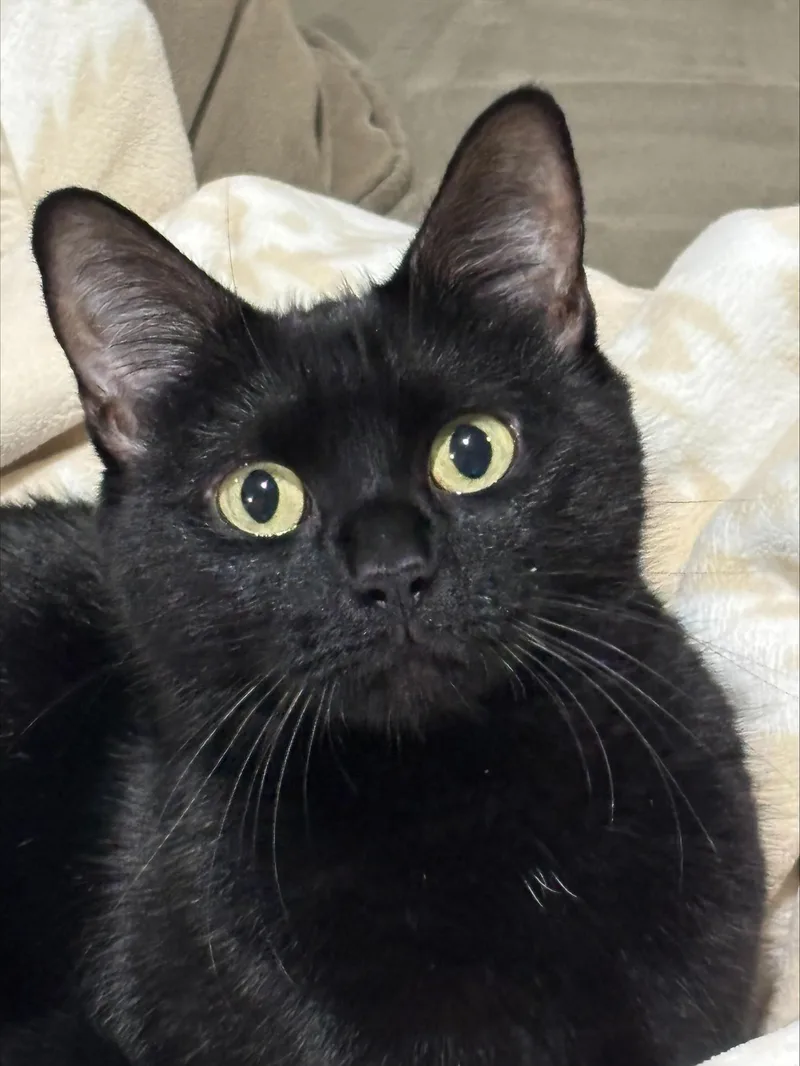 A young medium-sized female Domestic Short Hair cat named Hera for adoption in Melrose, MA
