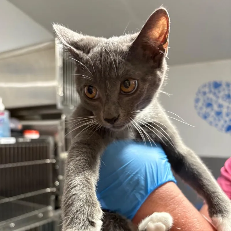 A baby small-sized female Gray / Blue / Silver American Shorthair cat named Janie for adoption in Hamilton, GA