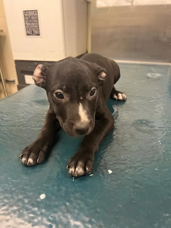 A young medium-sized female Black Mixed Breed dog named Amina for adoption in Mobile, AL
