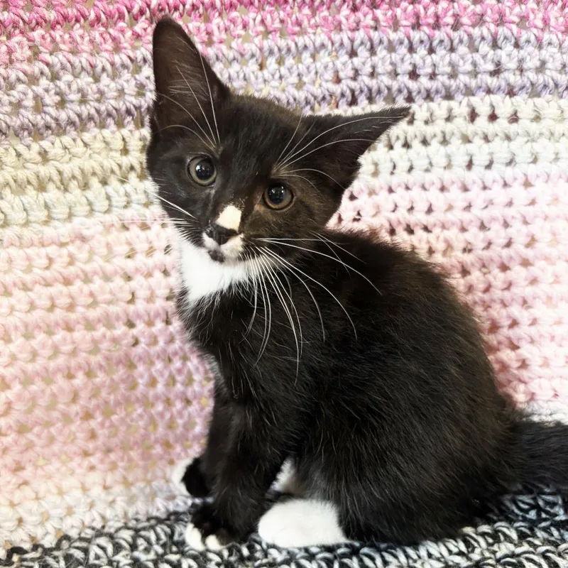 A baby small-sized male Black Domestic Short Hair cat named Willard for adoption in Mount Juliet, TN