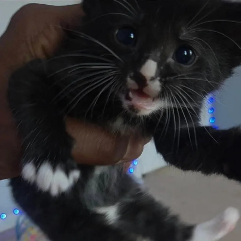 Willard thumbnail 2