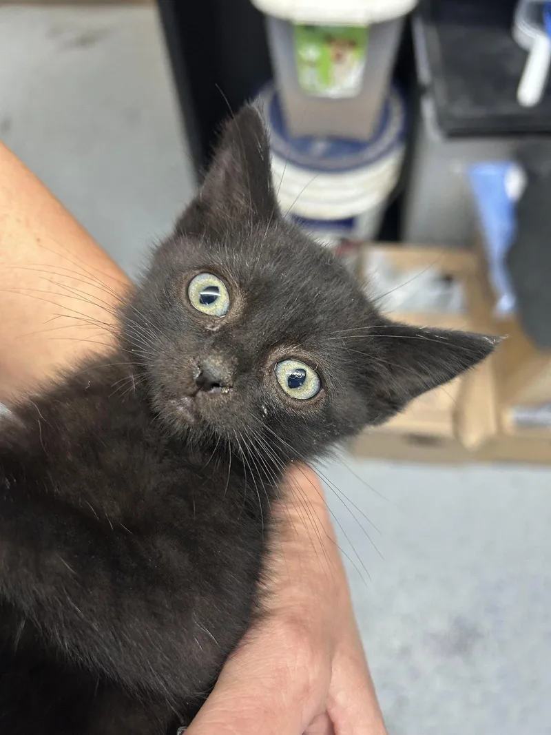 A baby medium-sized female Black Domestic Short Hair cat named Salem for adoption in Monticello, MS