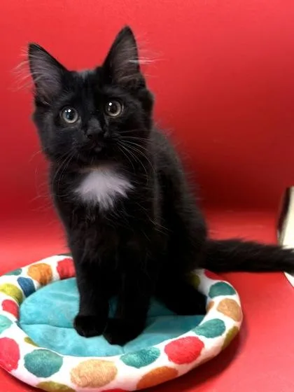 Spooky $ thumbnail 2