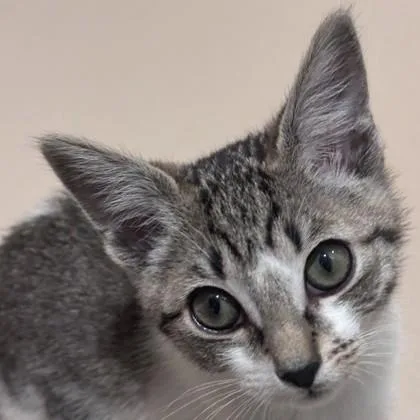 A baby medium-sized female Domestic Short Hair cat named New York for adoption in Pleasanton, CA