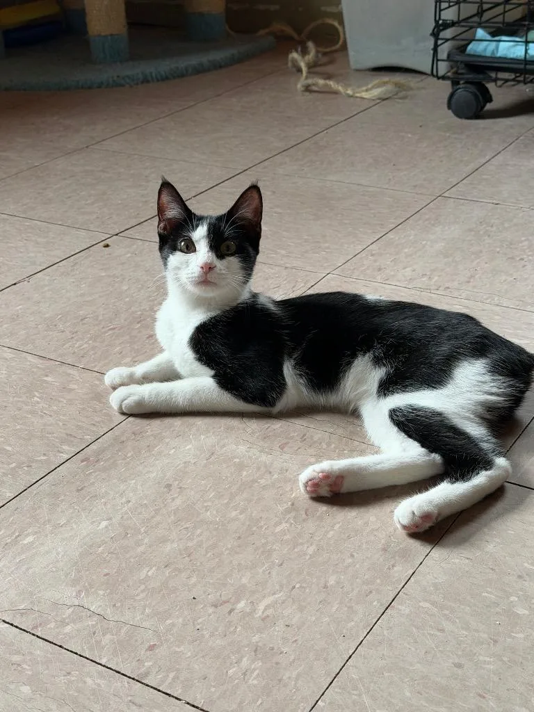 A baby medium-sized female Domestic Short Hair cat named Bobby for adoption in Marianna, FL