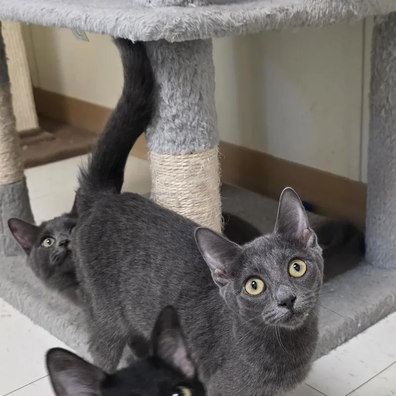 A baby small-sized female Domestic Short Hair cat named Lolly for adoption in Midland, TX