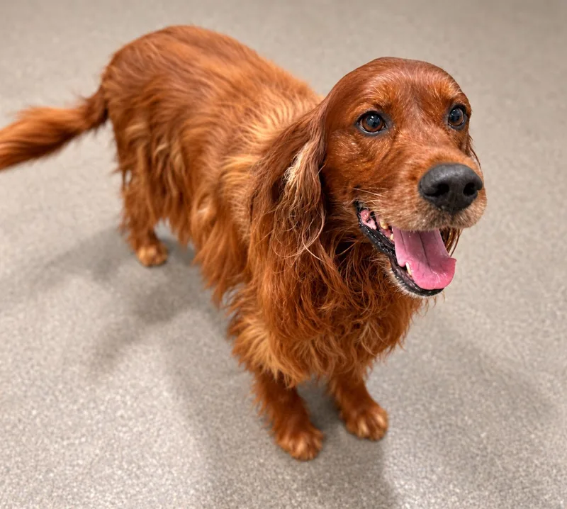 An adult large-sized male Red / Chestnut / Orange Irish Setter dog named River for adoption in Sault Sainte Marie, MI