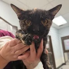 A young medium-sized female Domestic Short Hair cat named Mavey for adoption in Durango, CO