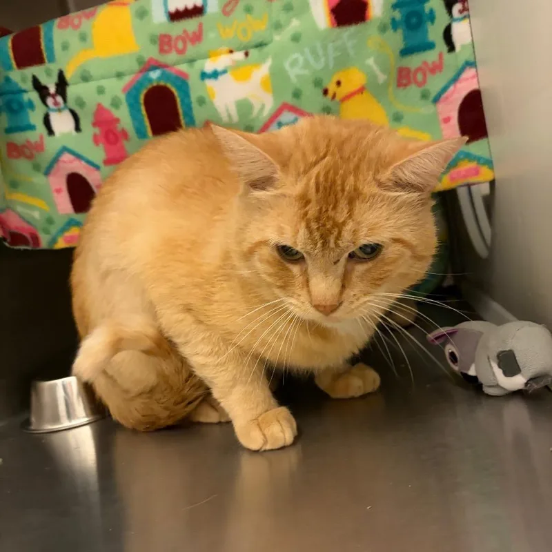 An adult large-sized male Orange / Red Domestic Short Hair cat named Peppo for adoption in Council Bluffs, IA