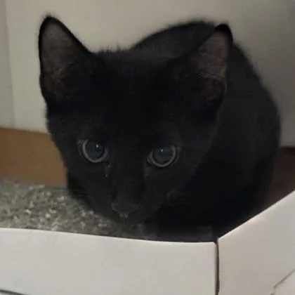 A baby small-sized male Domestic Short Hair cat named Tippy for adoption in Voorhees, NJ
